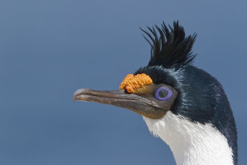 Imperial Shag (Leucocarbo atriceps), close up of head of adult in breeding plumage in breeding colony, Sealion Island, Falkland Islands, November 2016