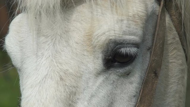 extreme close up on white horse eyes