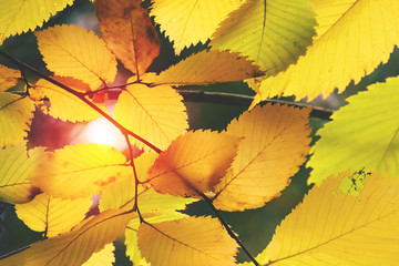 Yellow autumn leaves illuminated by the sun (abstract, background, concept, closeup)