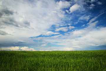 A field with the green ears of wheat on a background of a blue cloud sky. Russia, Siberia.