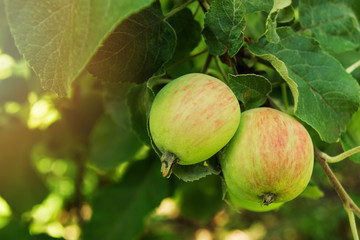 Two red-green apples on a brunch of a tree in a garden. Russia, Siberia.
