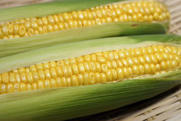 トウモロコシ