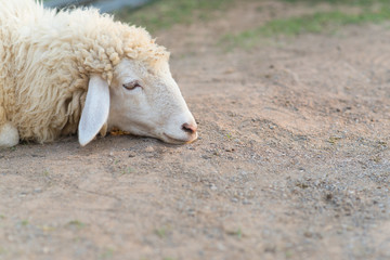 Boring sheep laying on the ground.