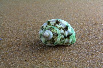 sea shell on the sand