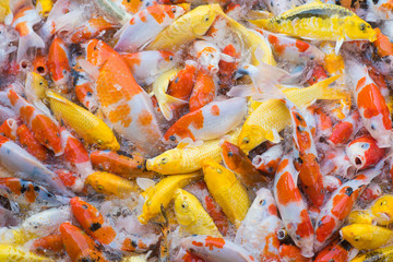 Obraz na płótnie Canvas Mass carp fish feed in the pool.