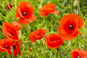 Red poppy in a meadow