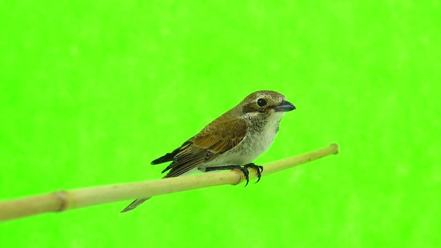 Rufous-tailed shrike (Lanius isabellinus) isolated on a green background in studio shot