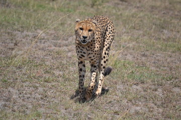 Cheetah in Africa