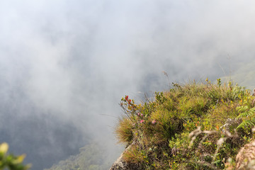 Scenic path in Horton Plains