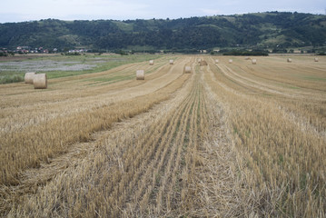 Fototapeta premium Harvest
