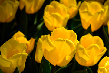 Obraz premium Background of blooming yellow tulips. Emirgan Park. Istanbul, Turkey.