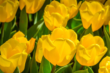 Background of blooming yellow tulips. Emirgan Park. Istanbul, Turkey.