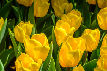 Background of blooming yellow tulips. Emirgan Park. Istanbul, Turkey.