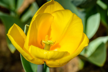 Background of blooming yellow tulips. Emirgan Park. Istanbul, Turkey.