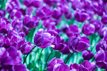 Background of blooming purple tulips. Emirgan Park. Istanbul, Turkey.