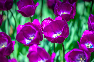 Background of blooming purple tulips. Emirgan Park. Istanbul, Turkey.