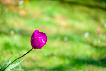 Fototapeta premium Background of blooming purple tulip with green background at Emirgan Park. Istanbul, Turkey.