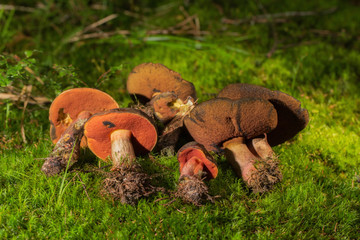 Picked mushrooms on the forest floor