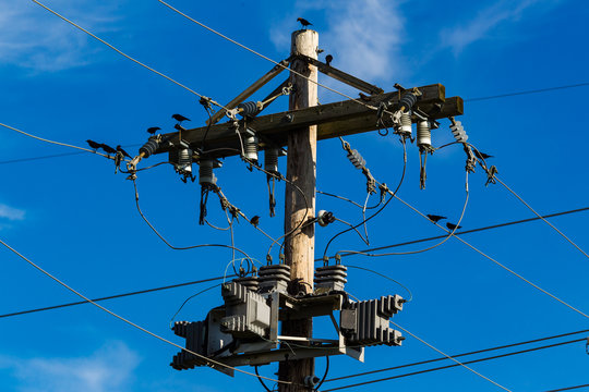 birds perched on and around a utility pole - Powered by Adobe