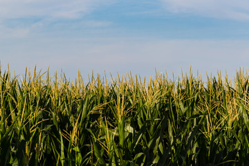 top of the cornfield and the midwestern sky