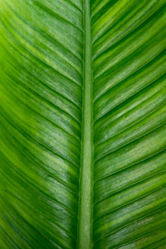 green leaf background texture