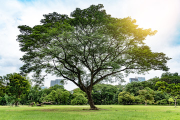 Big tree in public park with green grass