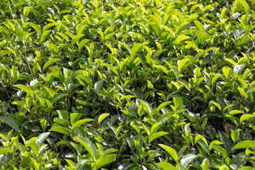 Close-up photograph of tea plant