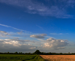 Obraz premium Path dividing fields under an afternoon blue sky in early summer