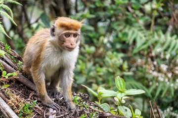 Sri-Lankan toque macaque