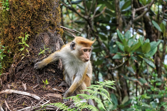 Sri-Lankan toque macaque