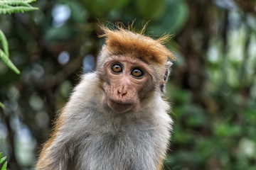 Naklejka premium Sri-Lankan toque macaque