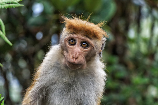 Sri-Lankan toque macaque