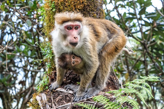 Sri-Lankan toque macaque