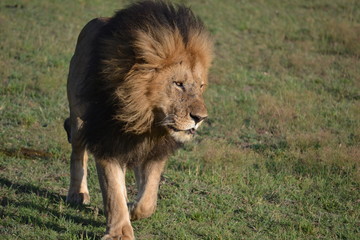 Lion  in Kenya, Africa