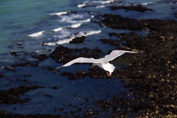 Vol d'un goéland
Mer à Etretat en Normandie (France)