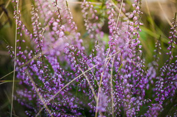 Wild lavender fields mscro