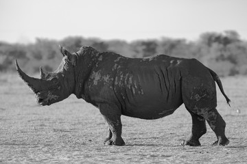 Fototapeta premium Endanger and rare Rhinoceros in the African bush 