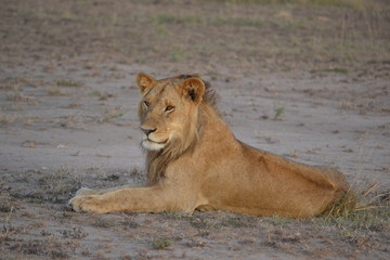 Lion in Kenya
