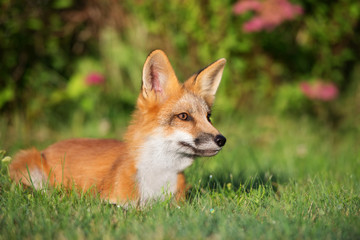 Naklejka na ściany i meble beautiful fox lying in grass
