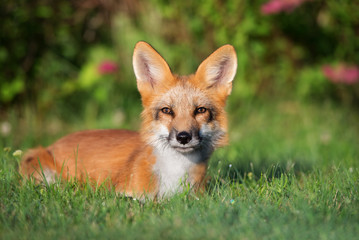 Naklejka na ściany i meble beautiful young fox resting in grass