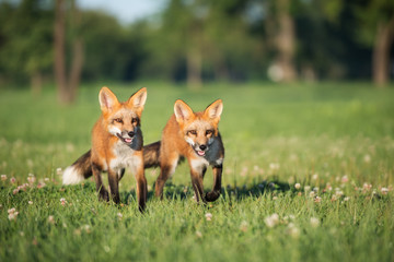 two young foxes walking on a field in summer