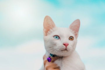 The Portrait Of White Colour Thai Cat. 2 color eye cat