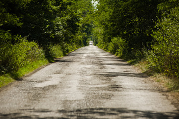 Road through the summer forest