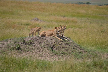 Lioness playing in Kenya