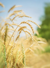 Spikelets of wheat in summer