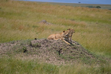Lioness playful in Kenya