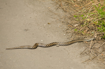 Viper snake