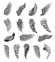 Wings graphic illustration
