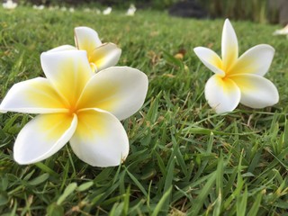 Fototapeta na wymiar fleurs de frangipanier posées dans l'herbe