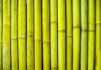 Green bamboo fence texture background